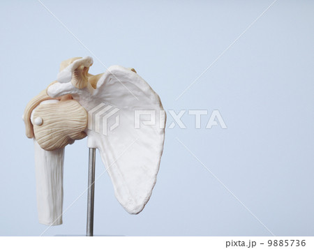 肩の骨模型 9885736