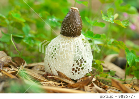 キヌガサタケ 9885777