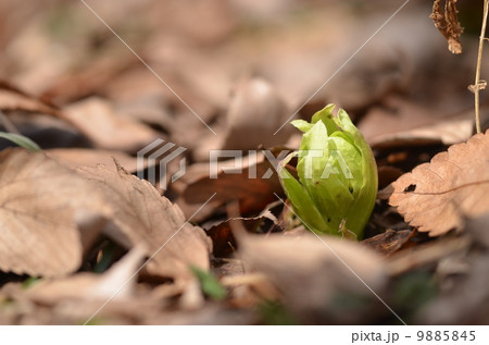 フキノトウ 9885845