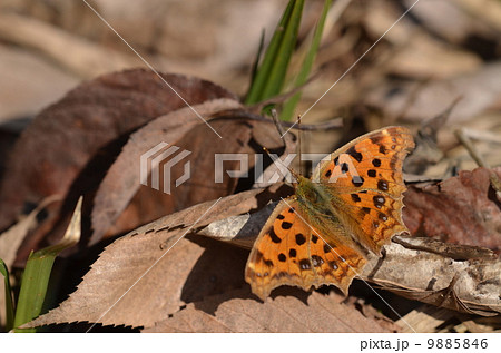 キタテハ 9885846