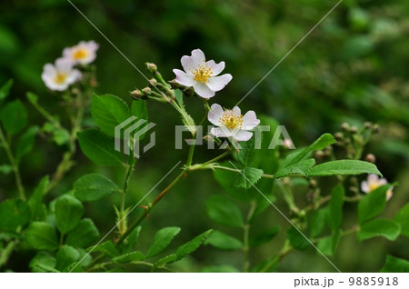 ノイバラ 9885918