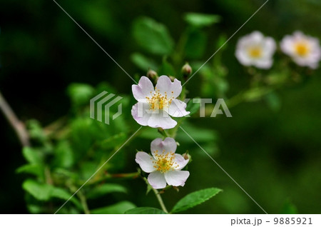 ノイバラ 9885921