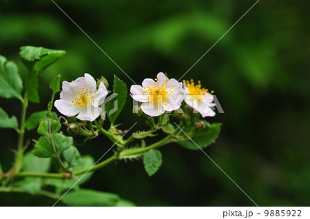 ノイバラ 9885922