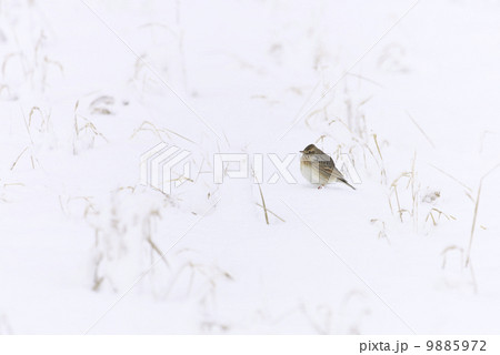 雪上のヒバリ 9885972