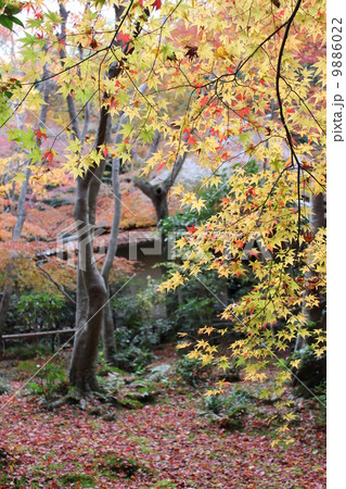 秋の祇王寺 9886022