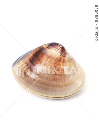 チョウセンハマグリ-Meretrix lamarckii 9886059