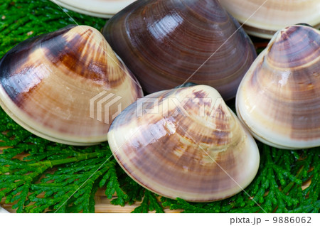 チョウセンハマグリ-Meretrix lamarckii チョウセンハマグリ-Meretrix lamarckii 9886062