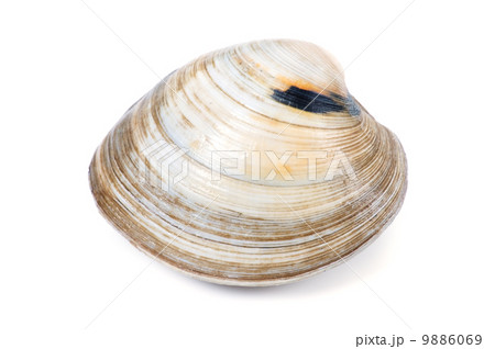 大アサリ-Mercenaria mercenaria 9886069