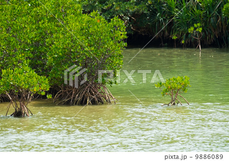 島尻のマングローブ-Rhizophora mucronata 島尻のマングローブ-Rhizophora mucronata 9886089