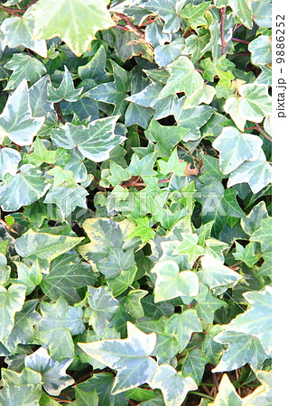 　アイビー　 9886252