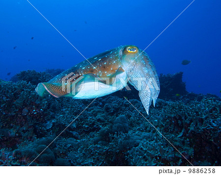 コブシメ 9886258