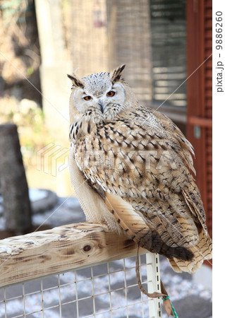 ミミズク　ふくろう　猛禽類　 シベリアワシミミズク　雛　シビリカス 9886260