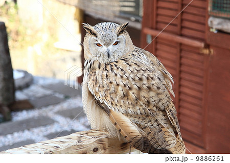 ミミズク ふくろう 猛禽類 シベリアワシミミズク 雛 シビリカス ミミズク ふくろう 猛禽類 シベリアワシミミズク 雛 シビリカス 9886261