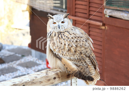 ミミズク ふくろう 猛禽類 シベリアワシミミズク 雛 シビリカス ミミズク ふくろう 猛禽類 シベリアワシミミズク 雛 シビリカス 9886262