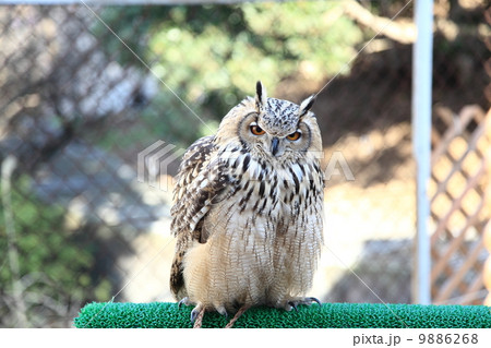 ミミズク ふくろう 猛禽類 ベンガルワシミミズク 雛 ミミズク ふくろう 猛禽類 ベンガルワシミミズク 雛 9886268