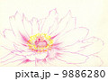 牡丹 9886280