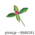 赤い実 9886281