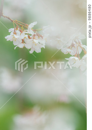 桜の花 桜の花 9886480