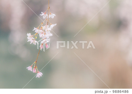 桜の花 9886486