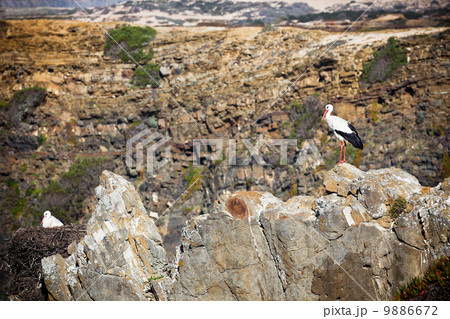 Storks on a Cliff at Western Coast of Portugal 9886672