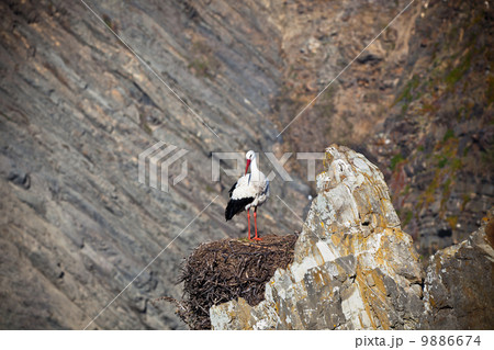 Stork on a Cliff at Western Coast of Portugal 9886674