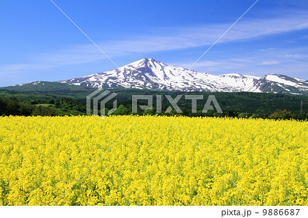 鳥海山と菜の花 鳥海山と菜の花 9886687