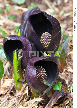 ザゼンソウ 9886720