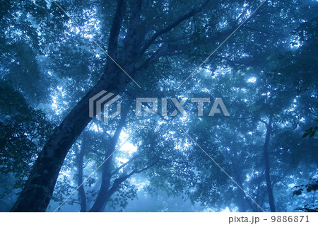 森のイメージ（霧） 9886871