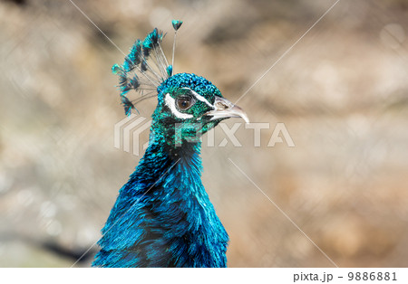 Peacock closeup Peacock closeup 9886881