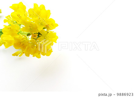 春 黄色 菜の花 春 黄色 菜の花 9886923