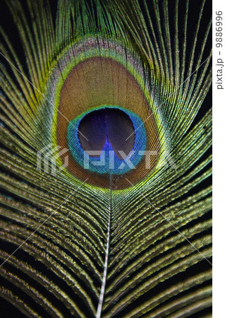 Peacock feather 9886996