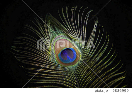 Peacock feather Peacock feather 9886999