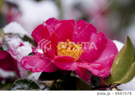 雪と山茶花 9887078
