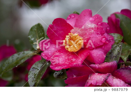 雪と山茶花 9887079
