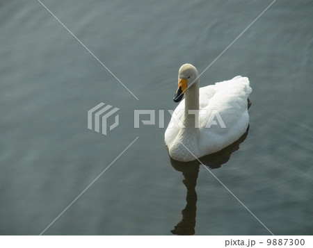 オオハクチョウ・イメージ（５） 9887300