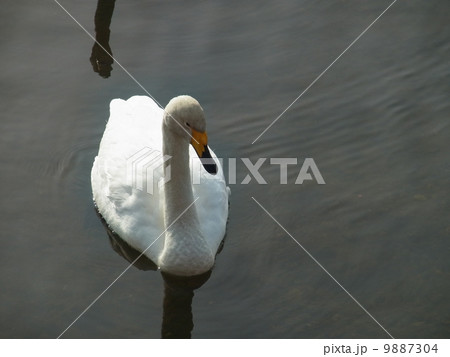 オオハクチョウ・イメージ（９） 9887304