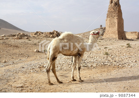 パルミラ遺跡の中のらくだ パルミラ遺跡の中のらくだ 9887344