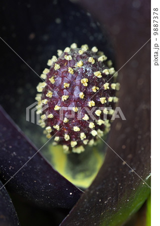 ザゼンソウ ザゼンソウ 9887378