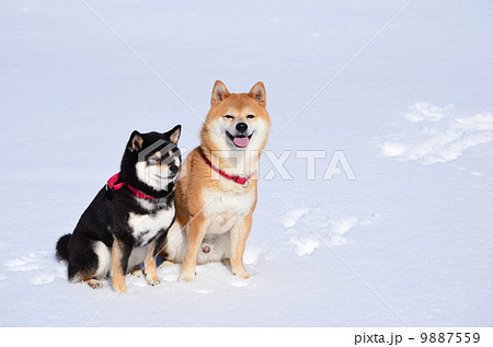 仲良し兄妹♪ 仲良し兄妹♪ 9887559