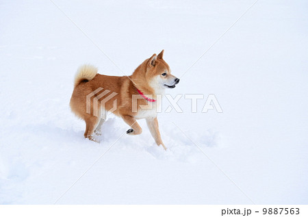 いっぱい雪降ったね～♪ 9887563
