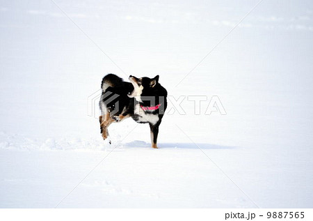 雪だぁ♪ 9887565
