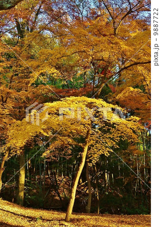 秋イメージ・もみじの紅葉の金色の林・縦位置 9887722