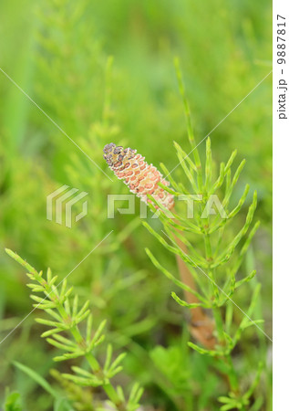 つくしんぼの隠れんぼ 9887817