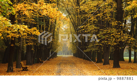 easy way in the autumn park 9887881