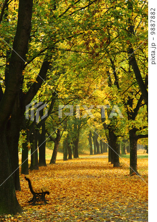 easy way in the autumn park 9887882