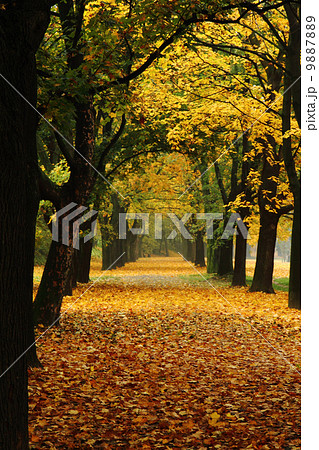 easy way in the autumn park easy way in the autumn park 9887889