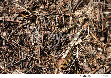 ant colony background 9888606