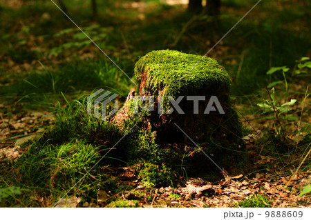 stump with moss 9888609