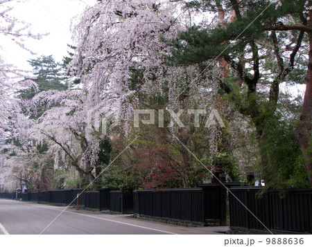 角館武家屋敷の桜 9888636