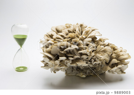 舞茸 舞茸 9889003